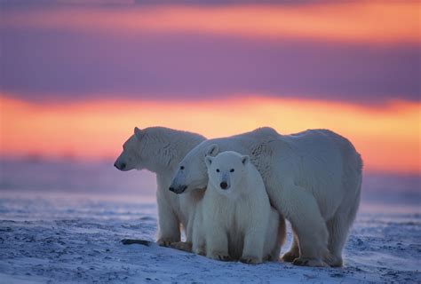 national polar bear day peoplehype