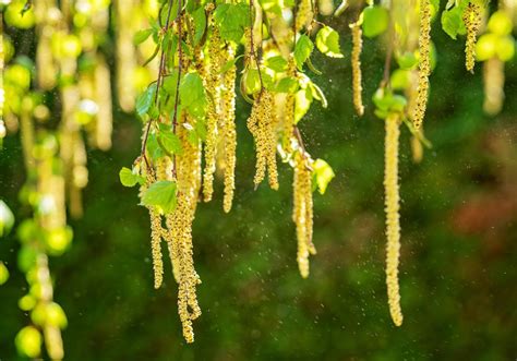 pollen season    nature  benefit people