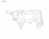 Longhorn Coloring Bull Cattle Pages Printable Color Click Texas Line Designlooter Size Drawings Farm Search 05kb 2400px Own sketch template
