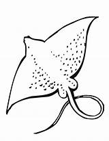 Sea Coloring Pages Ray Stingray Animals Manta Life Drawing Animal Ocean Outline Clipart Realistic Underwater Water Printable Drawings Sting Tattoo sketch template