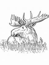 Moose Alce Elch Deer I1 Gaddynippercrayons Pisani sketch template