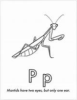 Insect sketch template