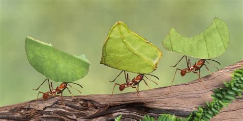 lessons   learn  ant colonies huffpost