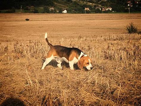 dos  donts  beagle hunting training   hunt family