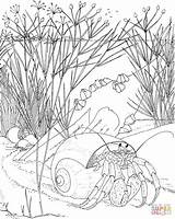 Coloring Pages Crab Hermit Ocean Animals Crabs Nocturnal Printable Adults Adult Color Scene Underwater Colouring Print Sheets Drawing Animal Supercoloring sketch template