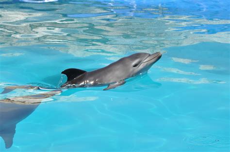 beautiful baby dolphin awe love  delfines