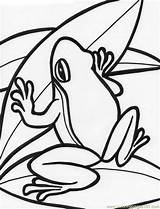 Frog Coloring Pages Printable Amphibians Color sketch template