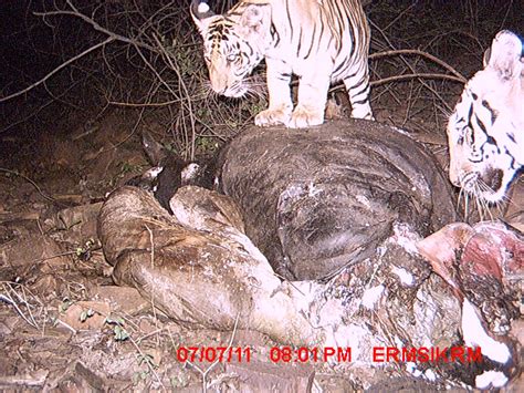 sudhakar reddy udumula journalist tigers of nallamalais