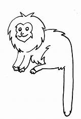 Mico Dourado Leão Macaco Animais Leao Riscos Fauna Tudodesenhos Coloring Tatu Brasileira Onça Pintada Buscar sketch template