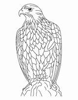 Eagle Coloring Pages Golden Eagles Feather Color Adults Cartoon Silent Kids Printable Print Getcolorings Harpy Philadelphia Bald Getdrawings Colorings Popular sketch template