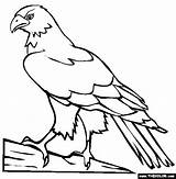 Hawk Coloring Pages Color Bird Drawing Draw Kids Animals Online Wood Printable Burning Animal Simple Print Colouring Hawks Perched Sheet sketch template