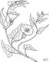 Coloring Bindweed Morning Glory Para Pages Desenho Desenhos Colorir Floral Flores Flower Folhas Flor Pintura Em Clipart Template sketch template