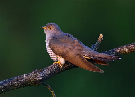 common cuckoo  lee fuller birdguides