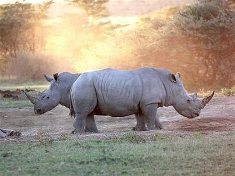 khama rhino sanctuary  grown  travel company