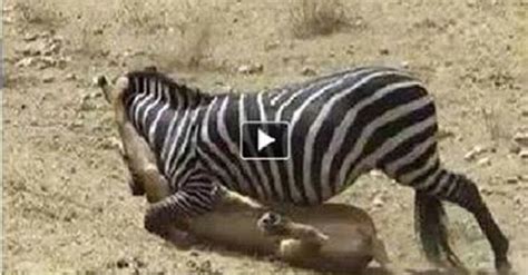 zebra  lion battle deadly fight explore pakistan