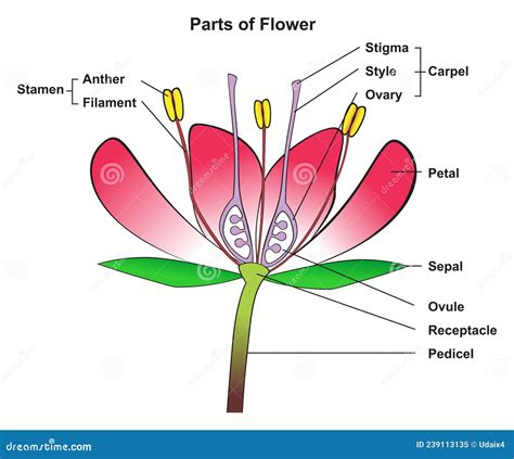 parts  flower infographic diagram anatomy  plant stock vector illustration  concept