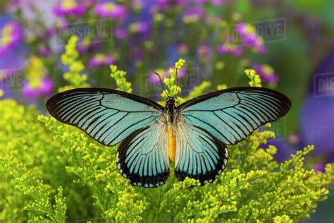 giant blue swallowtail butterfly identification facts