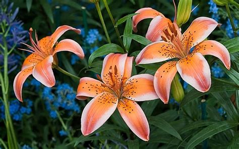 the trouble with lilies fabulous but fickle