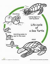 Cycle Worksheets Worksheet Cycles Turtles Tortuga Tortugas Reptiles Crocodile Tortugues Ciclo sketch template