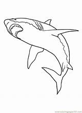 Shark Coloring Pages Great Printable Sharks Kids Print Realistic Color Drawing Fish Colouring Book Bestcoloringpagesforkids Sheets Animals Painting Shark2 Week sketch template