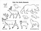 Coloring Mammals Alaska State Alaskan Animals Amphibians Pages Animal Draw Bird Habitats Reptiles Birds Outline Coloringbay Choose Board sketch template
