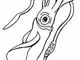 Cuttlefish Coloring sketch template