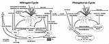 Nitrogen Phosphorus Swat Cycles Modeled Neitsch sketch template