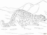Leopard Snow Coloring Pages Hunting Drawing Baby Amur Printable Leopards Color Getcolorings Print Attractive Skip Main Categories sketch template