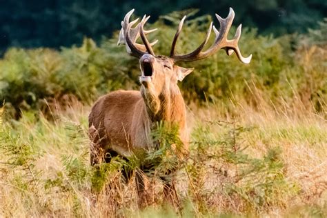 red deer facts  information trees  life
