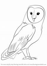 Owl Barn Drawing Draw Outline Simple Step Drawings Birds Owls Easy Rare Bird Cute Learn Animal Drawingtutorials101 Google Pencil Tutorial sketch template