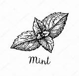 Mint Leaf Template sketch template
