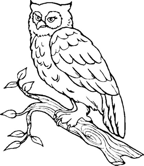 bird owl coloring pages owl coloring pages bird coloring pages