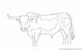 Coloring Longhorn Cattle 36kb 496px sketch template