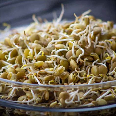 recipes  sprouts   eat sprouts ideas
