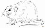 Rat Coloring Pages Cute Realistic Drawing Printable Outline Color Getcolorings Getdrawings Paper Print sketch template