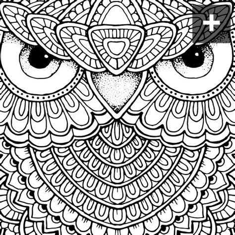 animal drawings  coloring images adult coloring pages