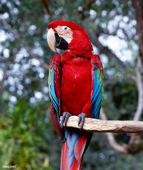 parrot poses   tree  florida original   public domain photo