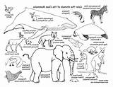 Mammal sketch template