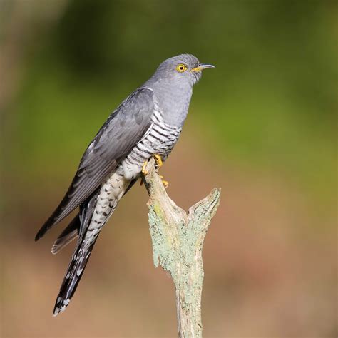 common cuckoo  clive daelman birdguides