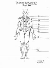 Muscular Muscles Names Unlabeled Labeled Leg Coloringhome Groups Paintingvalley Koibana Crossfit Skeletal sketch template