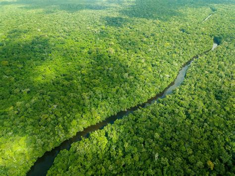 studie weltweit zwoelf millionen hektar tropenwald verschwunden webde