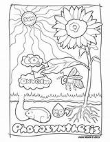 Photosynthesis Coloring Julia Drawing Stack Pages Color Print Getdrawings Getcolorings Medical Illustration sketch template