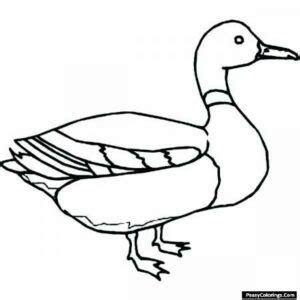 standing mallard coloring page easy peasy colorings