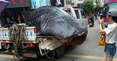 show chinese fishermen driving whale shark  city