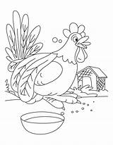 Coloring Rooster Pages Disturb Do Food Having Popular Library Clipart Drawing Kids sketch template
