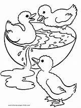 Duck Coloring Pages Ducks Color Printable Animal Realistic Animaux Kids Coloriage Sheets Ducklings Little Print Dessin Three Imprimer Ligne Mallard sketch template