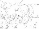 Panda Coloring Cute Family Mother Pages Cub Supercoloring Colorings sketch template
