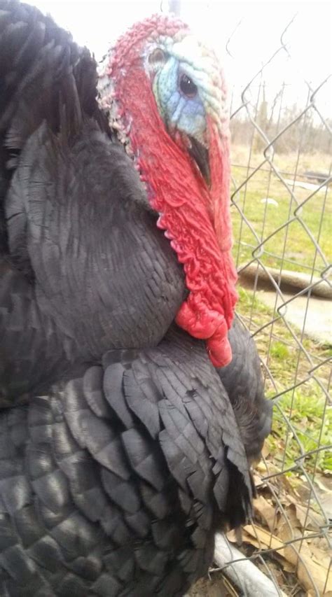 Black Spanish Turkey Poults For Sale Cackle Hatchery®