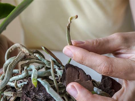 orchid roots complete care guide  pictures brilliant orchids