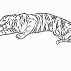 big cat coloring pages coloring kids coloring kids